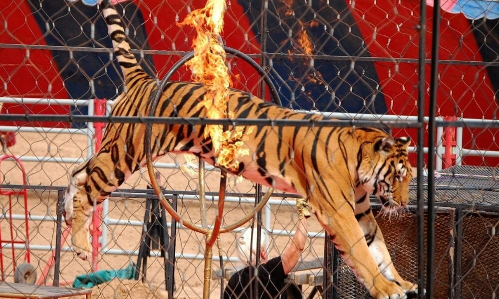 SIGN: End Tiger Torture for Profit in Colorado Circuses