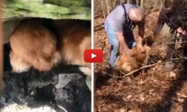 VIDEO: Mama Golden Retriever Helps Rescuers Free Her Puppy Trapped For 20 Hours In A Cave