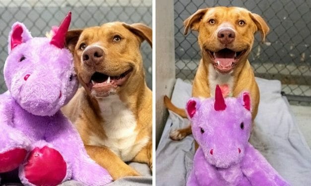 Stray Dog Caught ‘Stealing’ Stuffed Unicorn From Dollar Store Gets A Forever Home — AND His Coveted Toy