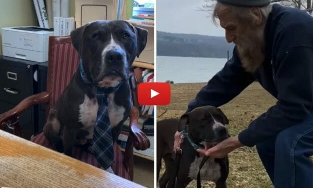 VIDEO: Dog Finds Forever Home After 444 Days At Shelter and an Unlikely Swap
