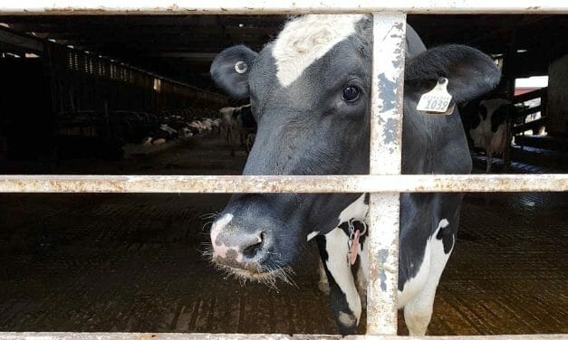 SIGN: Ban Live Animal Export Torture in Spain
