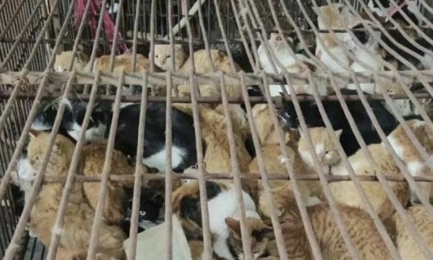SIGN: Justice for Cats Stolen to Sell at Alleged Meat Slaughterhouse