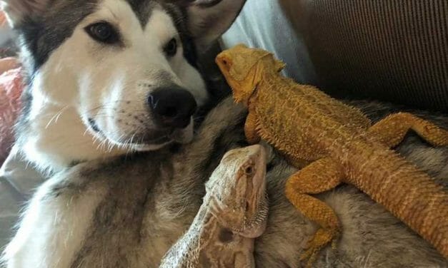  SIGN: Save Family Dog Sentenced to Death After Single Biting Incident