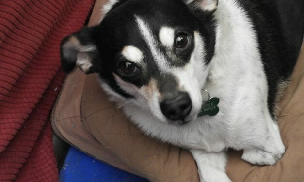 AWARDEE SPOTLIGHT: Cochise Canine Rescue Saves Senior and Special Needs Dogs From Arizona Kill Lists