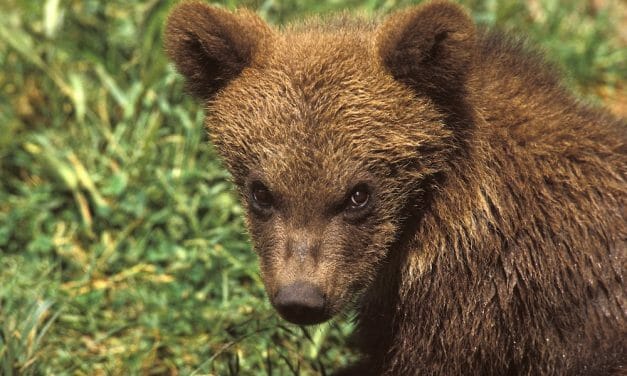 SIGN: Justice for Mother Bear Shot by Poachers, Leaving Baby to Die