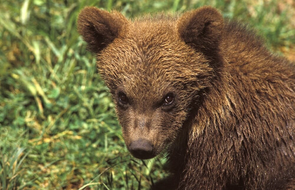 baby brown bear