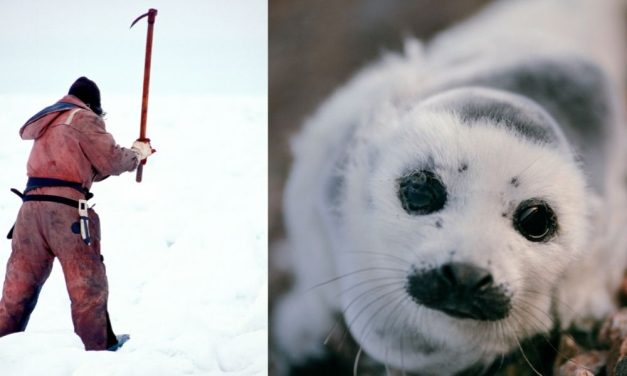 SIGN: Outlaw Commercial Seal Massacre in Canada