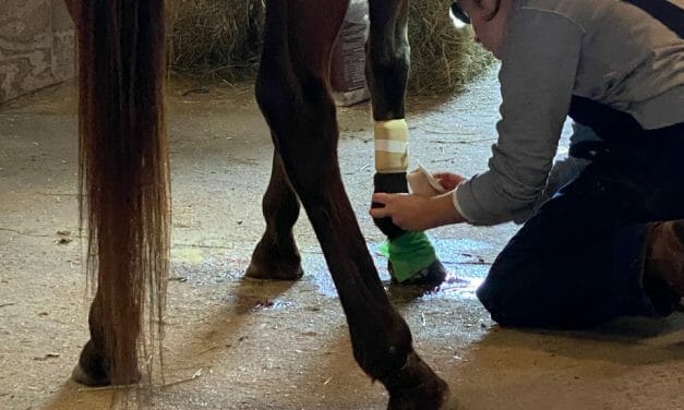 AWARDEE SPOTLIGHT: Circle A Home For Horses Is Where Horses, Hearts, And Healing Come Full Circle