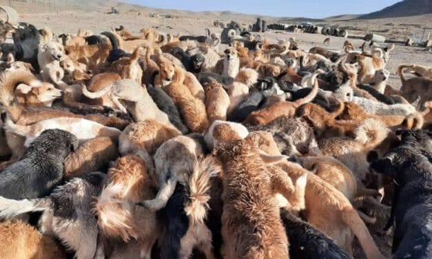 Volunteers Working To Feed More Than 2,000 Dogs Abandoned At Shelter in Iran  