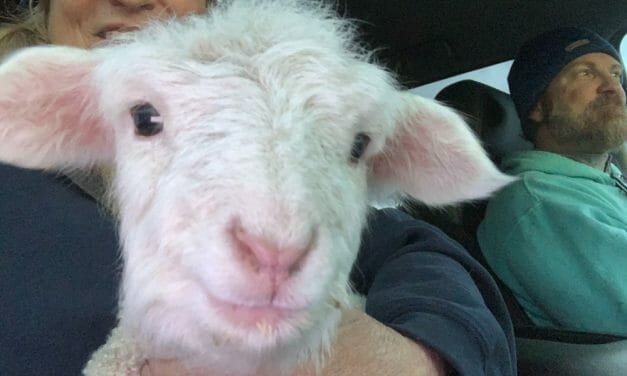AWARDEE SPOTLIGHT: Wildfire Evacuations, 50+ Baby Lambs, Special Needs Kids All In A Year For Sunset Farms Sanctuary