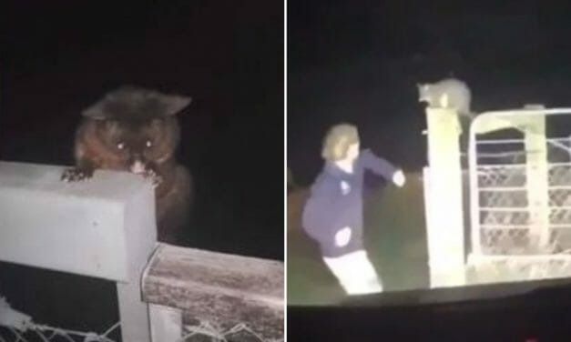 SIGN: Justice for Possum Brutally Punched in TikTok Video