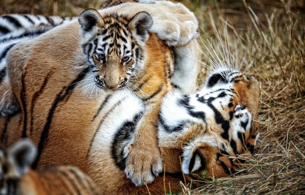 tiger and cub