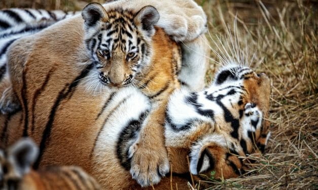 SIGN: Justice for Tiger Poisoned to Death, Leaving Two Orphaned Cubs