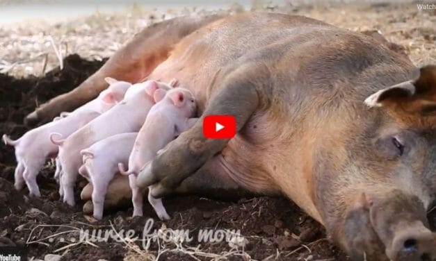 VIDEO: This Mama Pig Escaped Slaughter And Is Now Home Free In An Animal Sanctuary