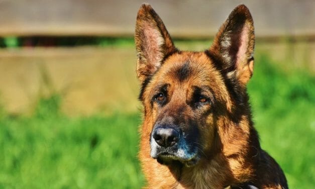Poland Could Soon Provide Benefits to Retired Service Animals