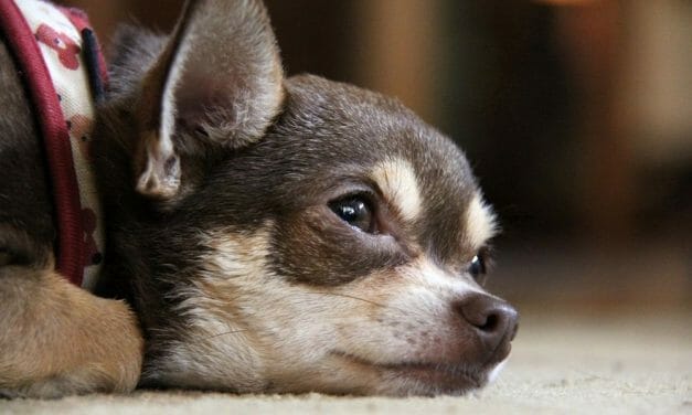 SIGN: Justice for Chihuahua Found Burned to Death in Melted Cage