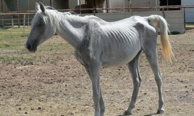 SIGN: Justice for Starved Horse With Throat Slit by Guardian