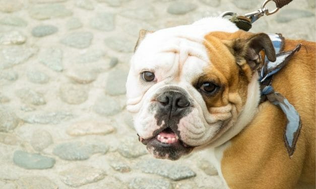 Spain Is Now Officially Classifying Pets as ‘Living Beings’ Instead of Objects