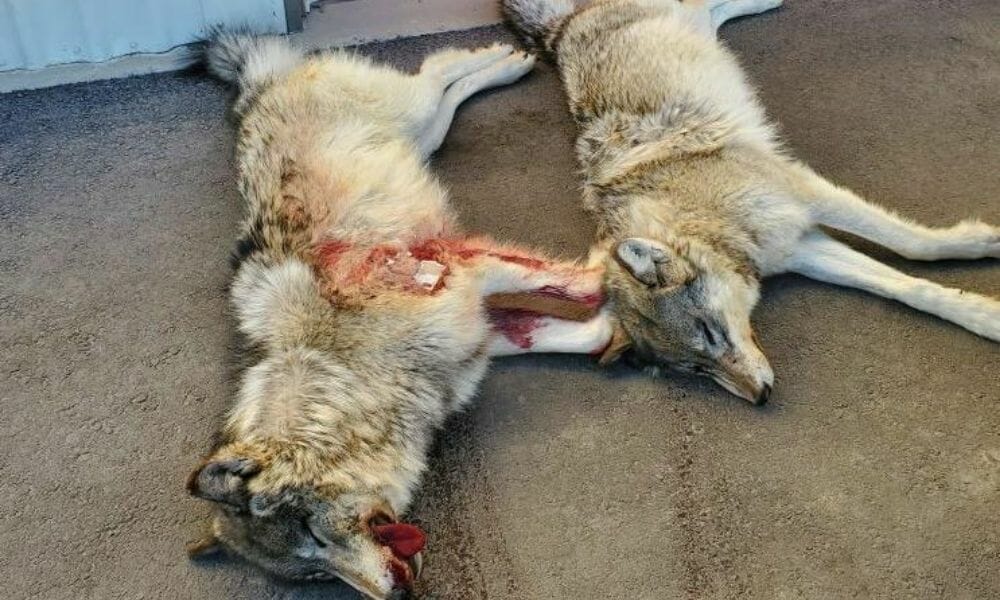 SIGN: Justice for Wolves Brutally Poached And Put in Freezer