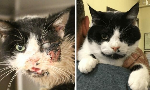 ‘Zombie Cat’ Who Survived Being Buried Alive Is Now Thriving in His Loving Forever Home