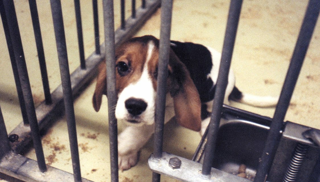 Saturday’s ‘World Day for Laboratory Animals’ Recognizes Brutal Deaths and Suffering of Millions Each Year