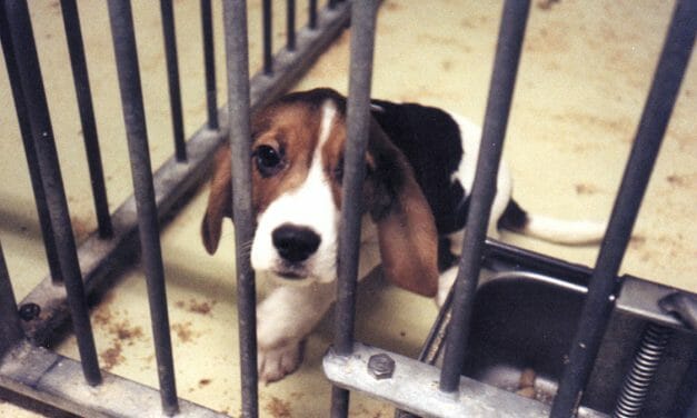 Saturday’s ‘World Day for Laboratory Animals’ Recognizes Brutal Deaths and Suffering of Millions Each Year