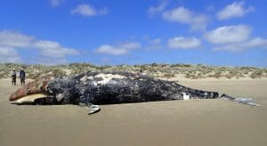 dead gray whale on beach