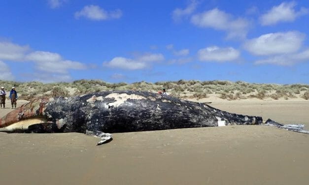 4 Gray Whales Found Dead in San Francisco in 9 Days