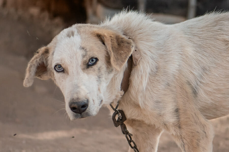 dog on chain