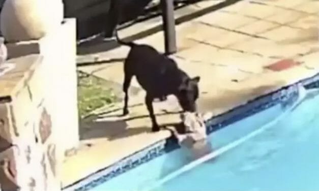 VIDEO: Courageous Dog Saves Her Older Brother From Drowning in Swimming Pool