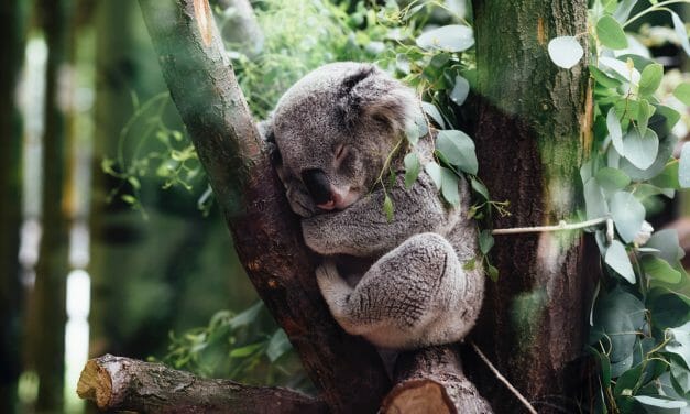 Saving  ‘Species Arks’ Could Help Save Koalas Stranded By Australia’s Devastating Bushfires