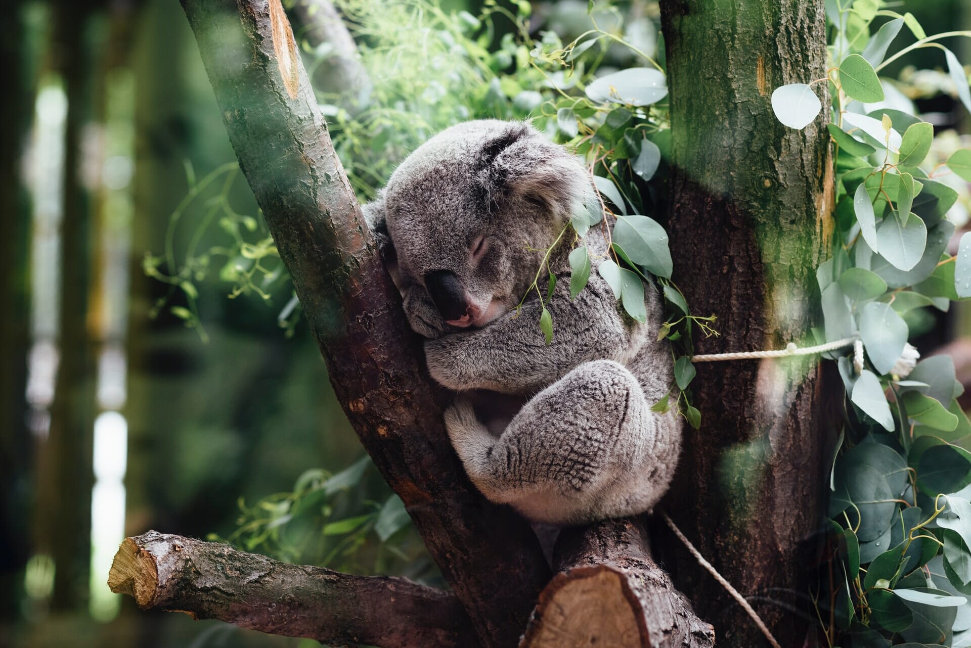Koala sleeps in a tree