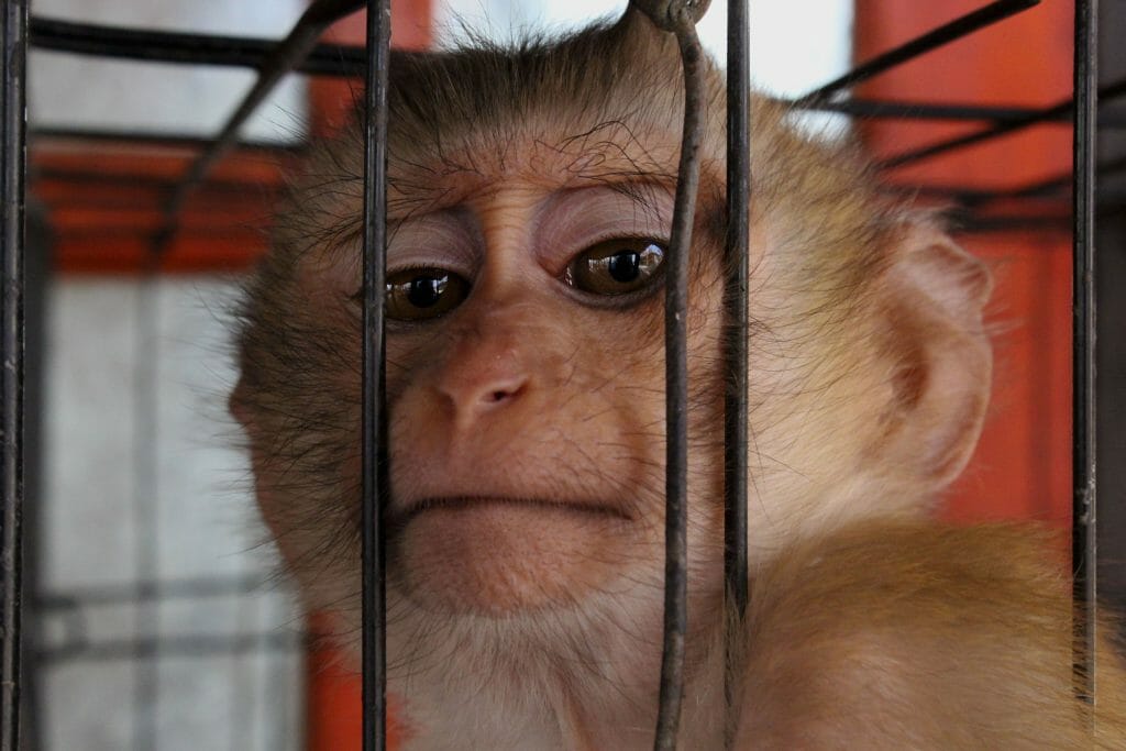 sad monkey in cage