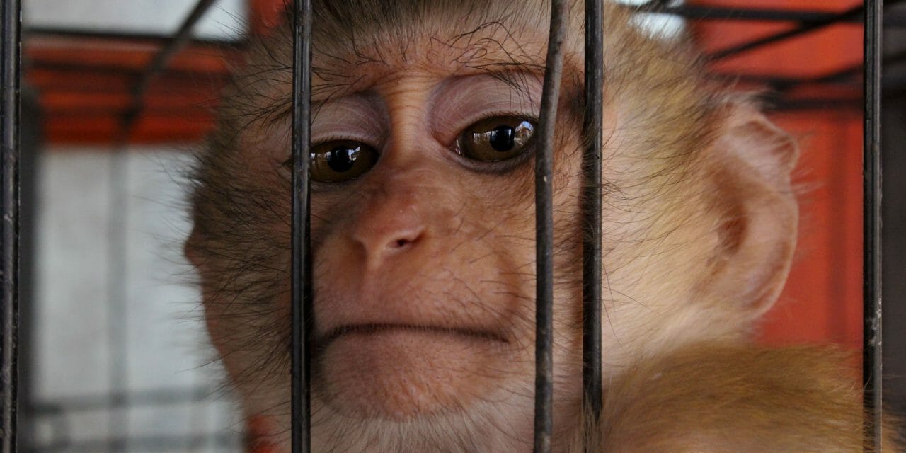 sad monkey in cage