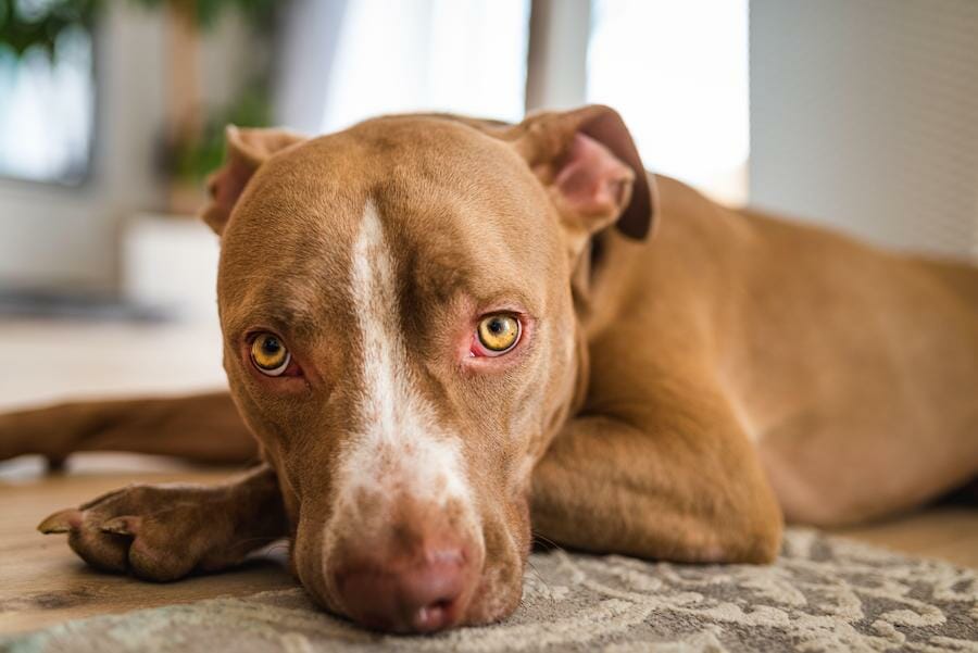 SIGN: Justice for Adopted Dog Starved to Death, Filmed Dying On Camera Next To Empty Food Bowl