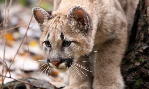 SIGN: Pass New Bill to Stop America’s Endangered Animals from Going Extinct