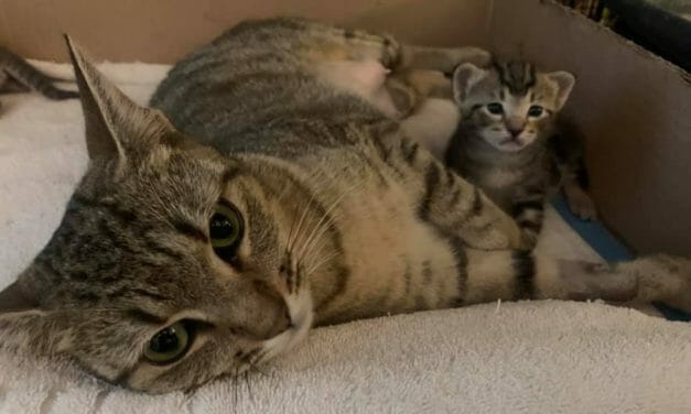 AWARDEE SPOTLIGHT: Angelico Cat Rescue Saves ‘All Nine Lives’ and Pairs Senior Cats With Senior People