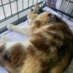 Angelico Cat Rescue