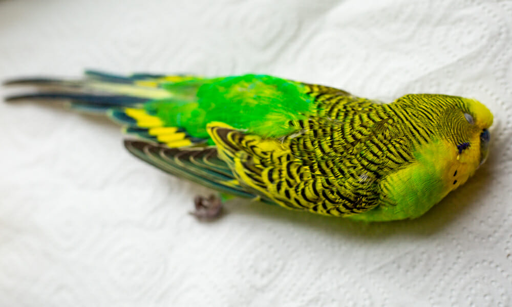 dead parakeet