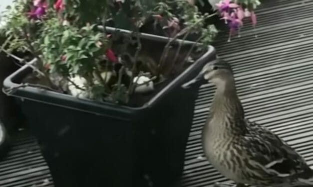 ‘Operation Mallard’ Hatched By Retired Survival Specialist To Save Ducklings From 9th Floor Balcony