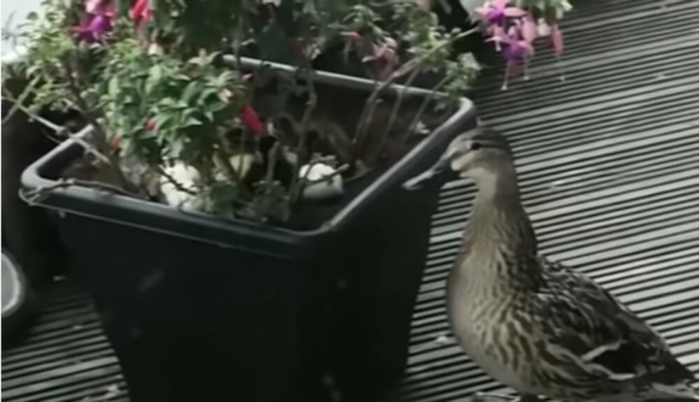 ‘Operation Mallard’ Hatched By Retired Survival Specialist To Save Ducklings From 9th Floor Balcony