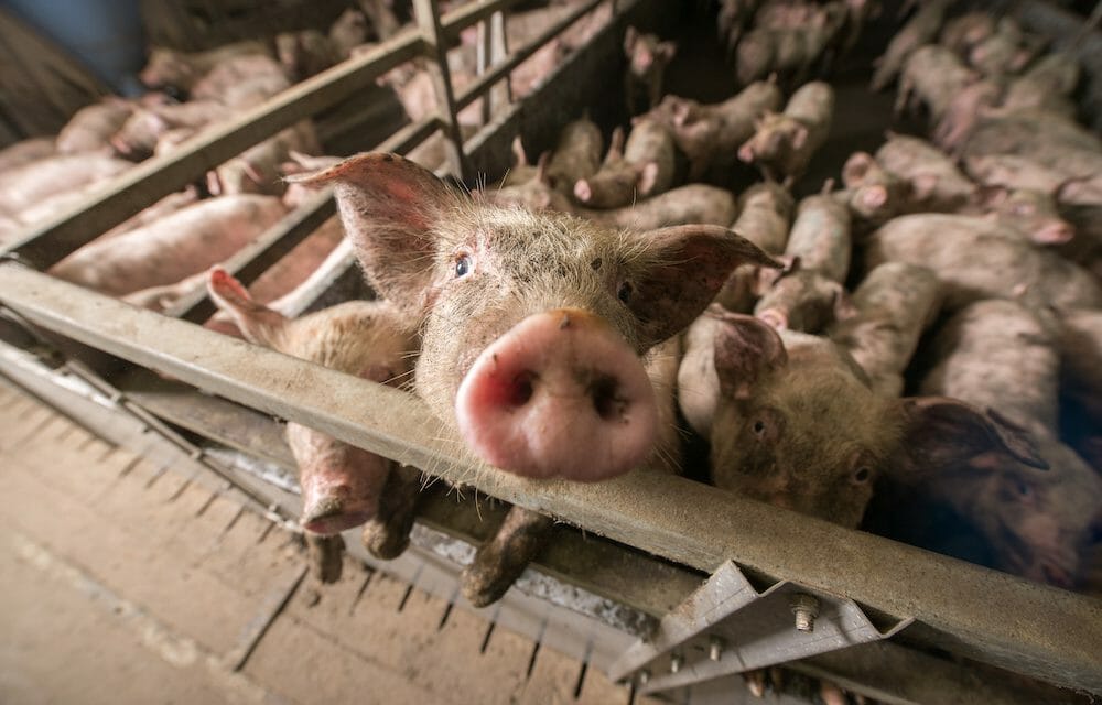 Pigs at a factory farm
