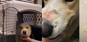 Rescued dog with scars from being chained
