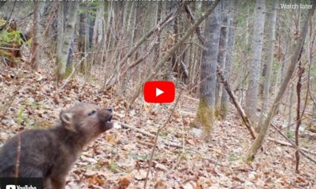 VIDEO: Trail Camera Catches Wolf Pup’s Precious First Howl