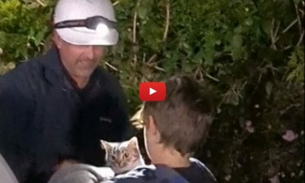 VIDEO: Firefighters Shut Down Power on Entire Street to Save Cat Stuck on Electricity Pole