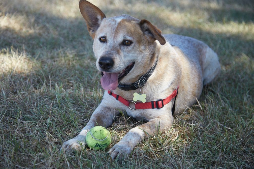 Lily’s Legacy This Gentle Golden Retriever Spurred a Lifetime of