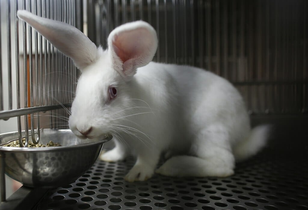 White rabbit sits in a metal cage