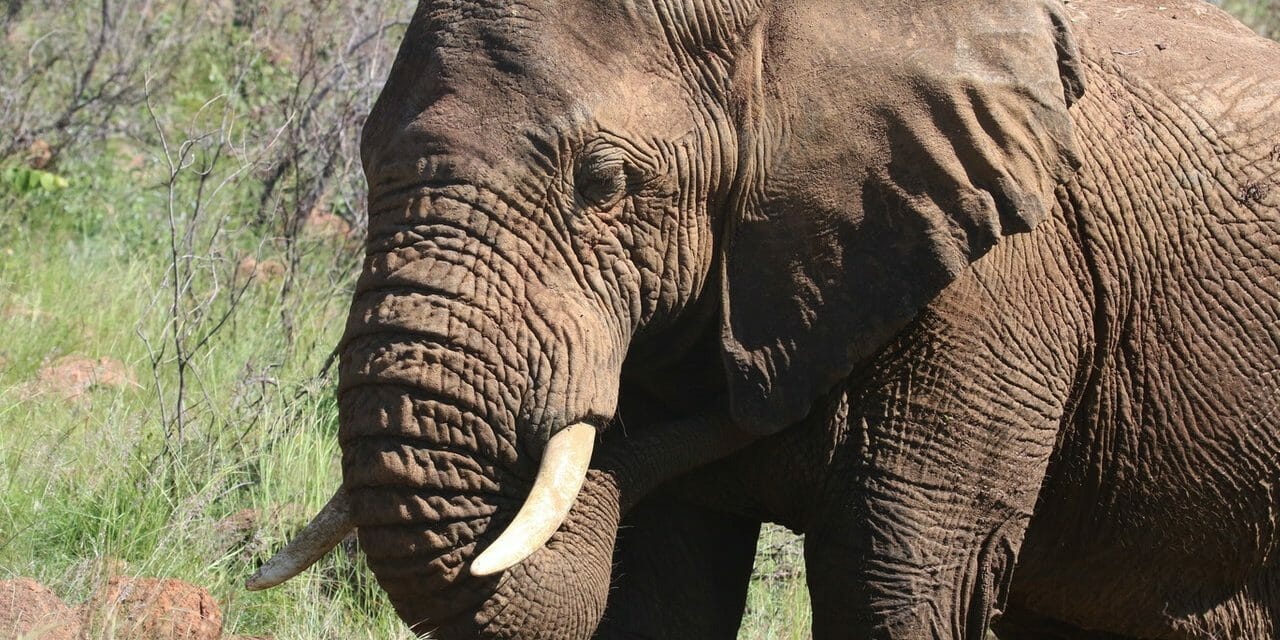 $2 Billion of Ivory Legally Traded in the US in Past Decade, New Report Says