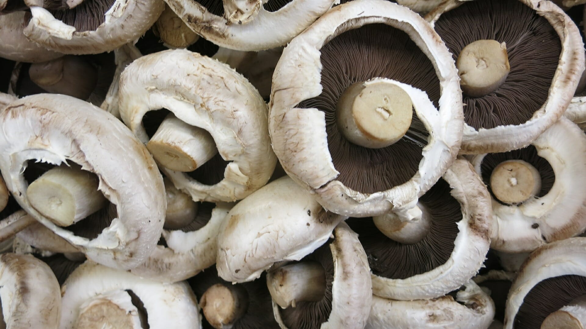 portobello mushrooms