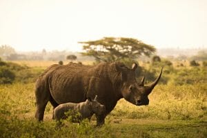 A rhino stands with her baby in Africa
